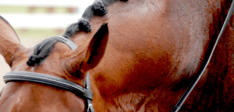 Dressage: stop al format Short Grand Prix in Coppa del Mondo