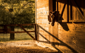 EHV-1 Valencia, la FEI rende nota la 3^ ed ultima parte del rapporto sull'epidemia