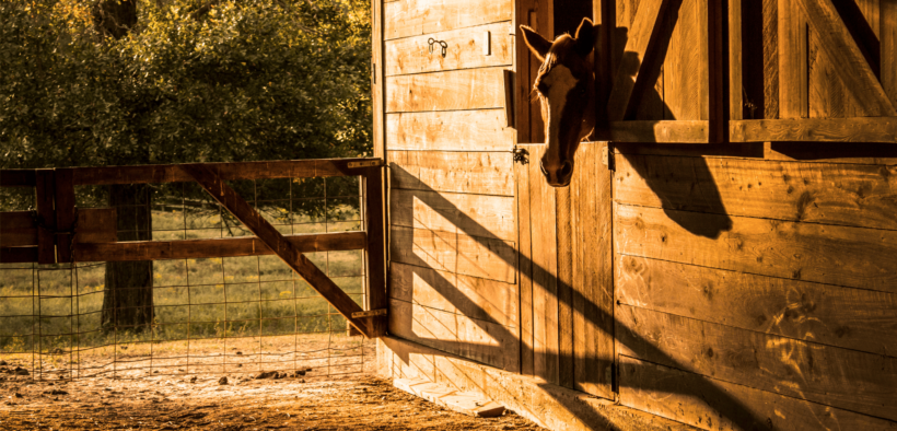 EHV-1 Valencia, la FEI rende nota la 3^ ed ultima parte del rapporto sull'epidemia