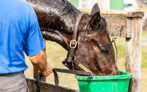 Gestione del cavallo durante il periodo estivo: come scongiurare disidratazione, colpi di calore, scottature ecc.