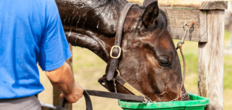Gestione del cavallo durante il periodo estivo: come scongiurare disidratazione, colpi di calore, scottature ecc.