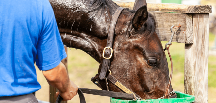 Gestione del cavallo durante il periodo estivo: come scongiurare disidratazione, colpi di calore, scottature ecc.