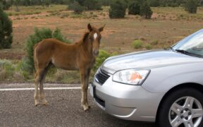I cavalli sentono l'avvicinarsi di veicoli elettrici, spesso prima dei cavalieri