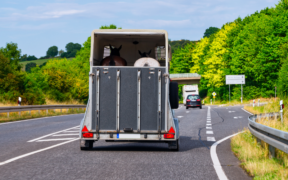 Aumento delle temperature: attenzione al trasporto dei cavalli