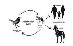 Focus On: West Nile!