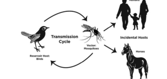 Focus On: West Nile!