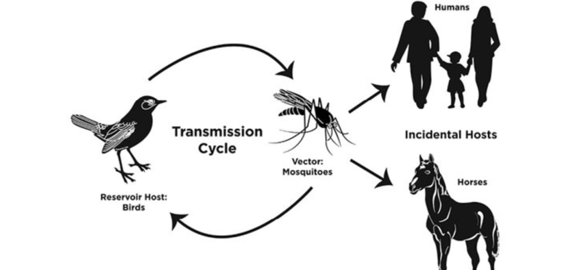Focus On: West Nile!