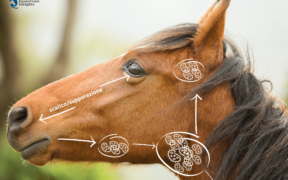 L’adenite equina: che cos’è e come evitare il diffondersi del contagio 1