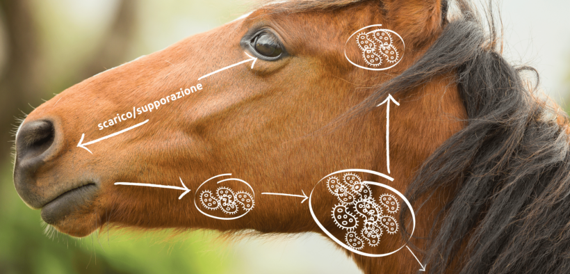 L’adenite equina: che cos’è e come evitare il diffondersi del contagio 1