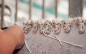 Nuovo corso di formazione per groom di CSEN ed EQUESTRIA 4