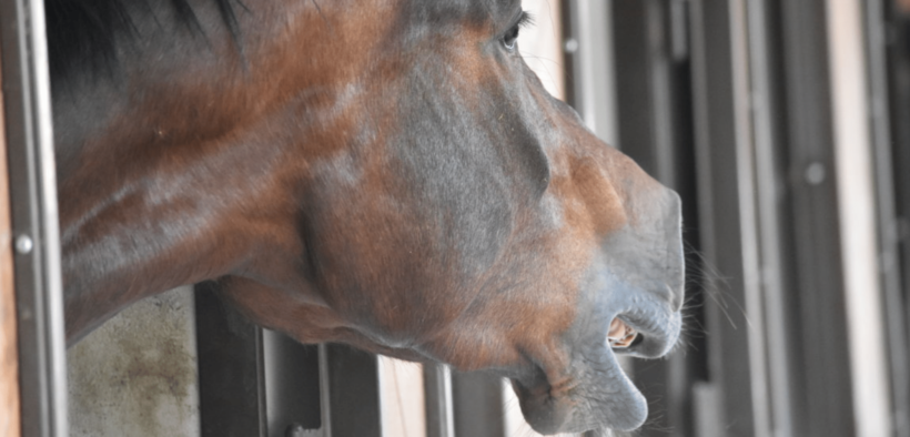 Quanto siamo bravi a decifrare i nitriti dei cavalli?