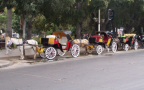 Sempre più cavalli muoiono trainando carrozze: aboliamo questa pratica! 1