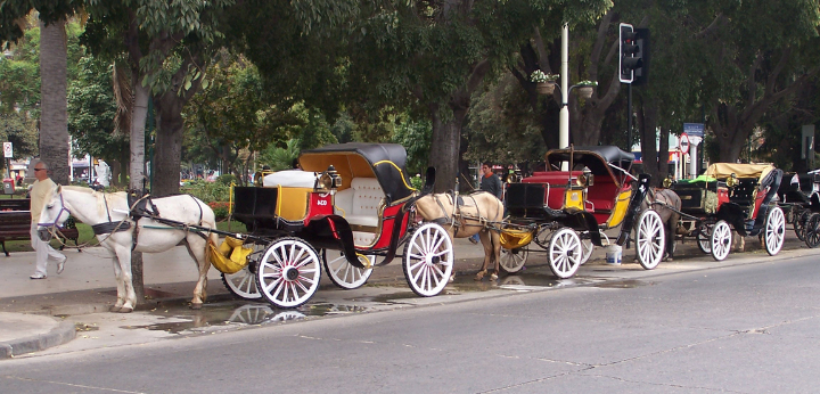 Sempre più cavalli muoiono trainando carrozze: aboliamo questa pratica! 1