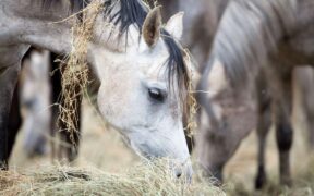 Appello di Ihp: "Aiutateci a trovare fieno per i nostri cavalli"