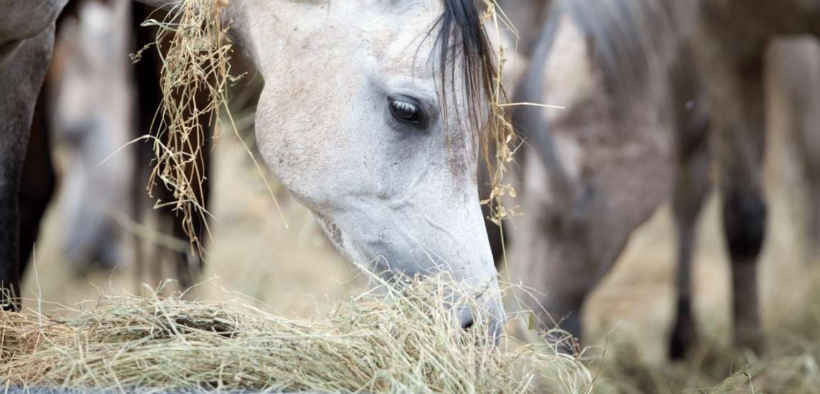 Appello di Ihp: "Aiutateci a trovare fieno per i nostri cavalli"