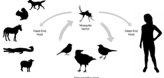 West Nile Disease: si raccomanda la vaccinazione dei cavalli 1
