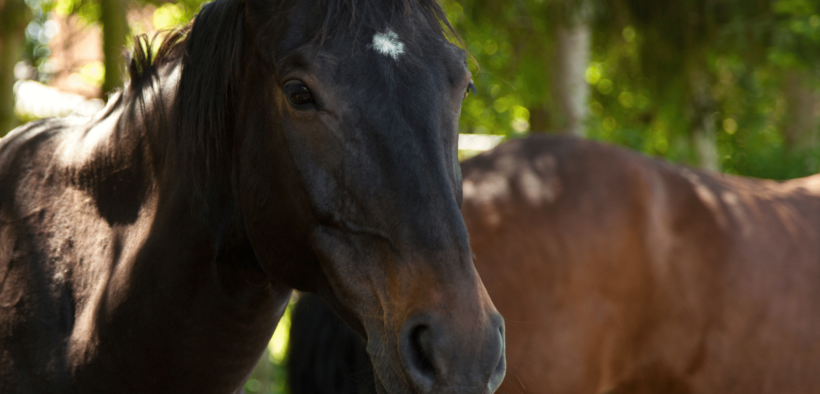 Gianluca Assumma si autosospende da incarichi federali