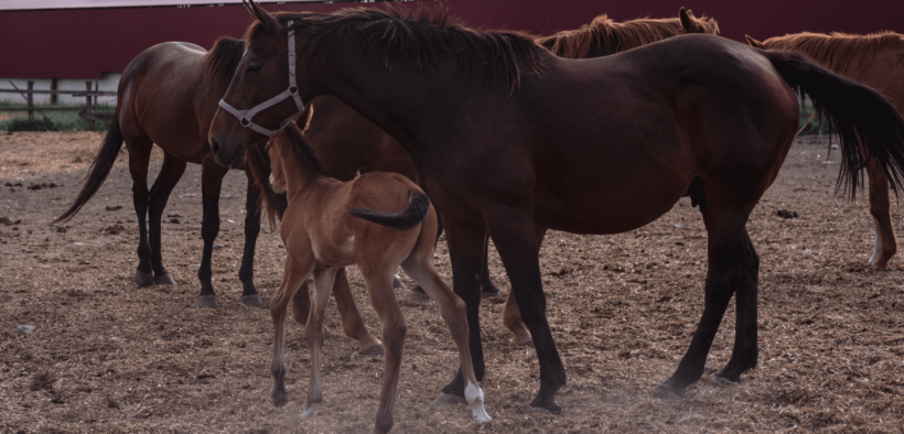 UK sotto choc per un enorme caso di "animal hoarding" / accumulo seriale di animali