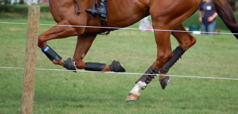 - 8 giorni al via della 38^ ed. dei Mondiali di Completo a Lion-d’Angers (FRA)