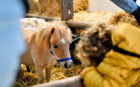 Fieracavalli 2022, edizione nel segno dei progetti solidali