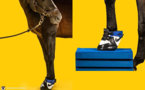 Anche i cavalli con le sneaker?…la “folle” idea del designer Marcus Floyd 2