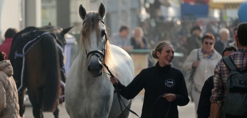 Fieracavalli 2022: un viaggio nel mondo delle razze equestri