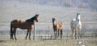 Note e requisiti essenziali delle strutture per il pensionamento del cavallo anziano