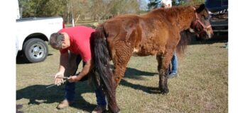 Cushing nel cavallo, una ricerca australiana rivela: difficile coglierne i primi sintomi