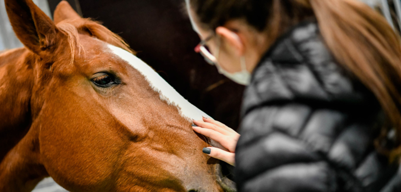 Da domani a Veronafiere 4 giornate di pura passione equestre
