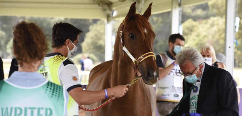 FEI Endurance World Championship 2022 si svolgeranno negli Emirati Arabi Uniti