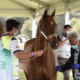 FEI Endurance World Championship 2022 si svolgeranno negli Emirati Arabi Uniti