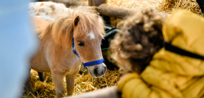 Fieracavalli 2022 un divertimento formato famiglia 1