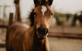 La storia di Sara e la puledra Alice: persistere, nonostante difficoltà e ostacoli
