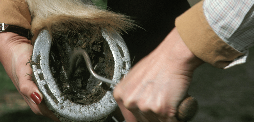 Cura dei piedi del cavallo: esistono dei segreti per affrontare l’inverno