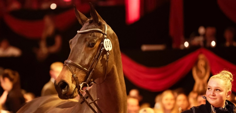 La 6 anni Chyazint venduta all’asta P.S.I. per la cifra record di 4.000.000 €