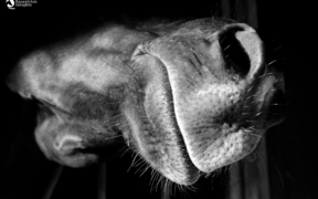 L’olfatto per comunicare: anche i cavalli sono sensibili agli odori