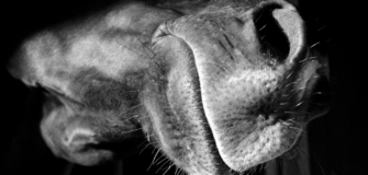 L’olfatto per comunicare: anche i cavalli sono sensibili agli odori