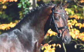 Lutto nel mondo equestre: addio allo stallone Conthargos