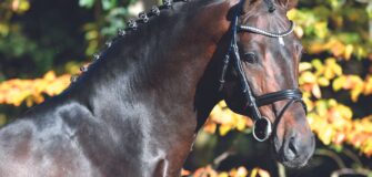 Lutto nel mondo equestre: addio allo stallone Conthargos