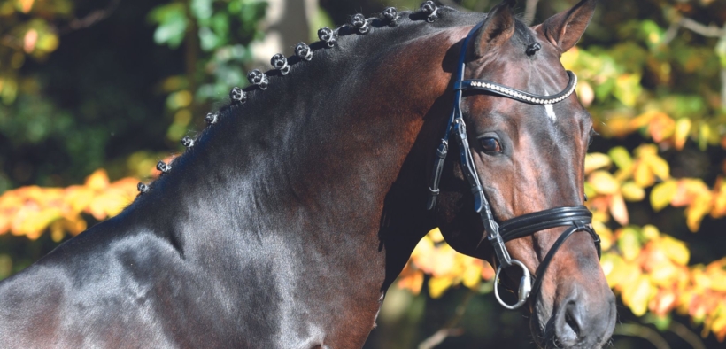 Lutto nel mondo equestre: addio allo stallone Conthargos