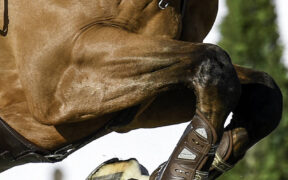 Riepilogo nuove regole e regolamenti FEI 2023