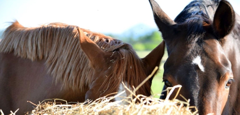 Cavalli anziani, un sondaggio rivela: proprietari sempre più attenti e fedeli