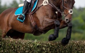 Completo: aggiornate le regole FEI per il 2023