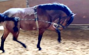 Nuovo scandalo sul benessere dei cavalli in Germania