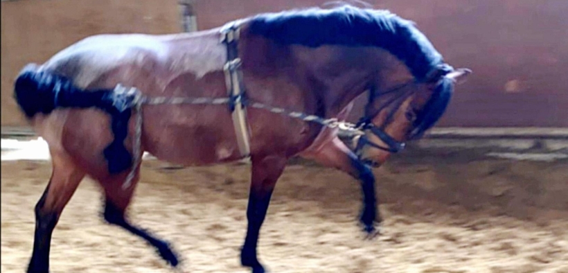 Nuovo scandalo sul benessere dei cavalli in Germania