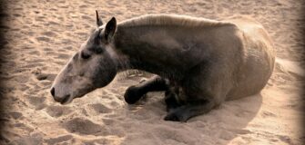Coliche del cavallo: la tempestività nell'intervento è spesso indispensabile