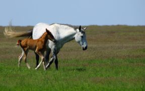 Horsetelex rende disponibile la classifica delle migliori madri