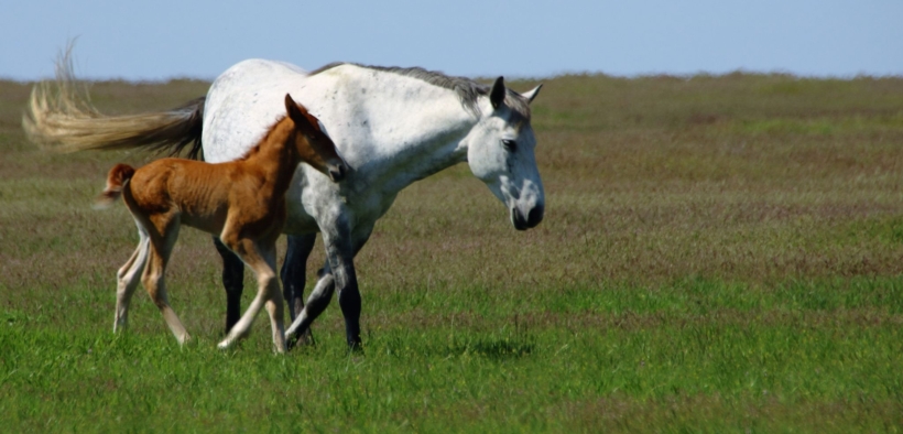 Horsetelex rende disponibile la classifica delle migliori madri