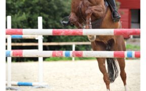 Il caso contro Ludger Beerbaum è stato archiviato