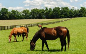 Importanti novità dalla FISE e dal MASAF